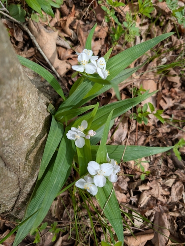 Ozark Spiderwort (Tradescantia ozarkana)