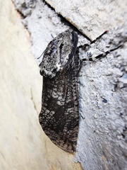 Prionoxystus robiniae