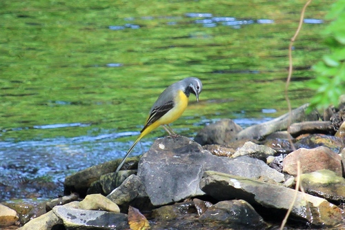 Lavandera cascadeña (Motacilla cinerea)