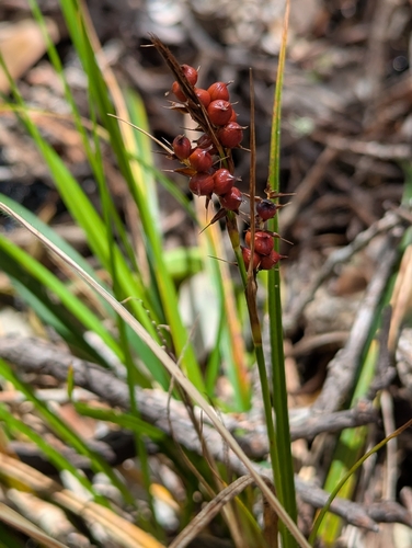 Carex wahuensis observed 2026-04-02