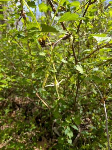 Missouri Gooseberry (Ribes missouriense)