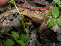Rana pseudodalmatina