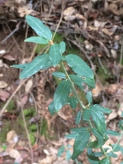 Ceanothus integerrimus