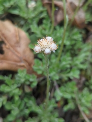 Antennaria virginica