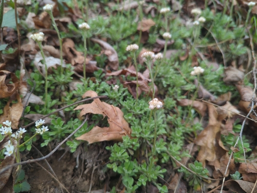 Antennaria virginica, photograph 2