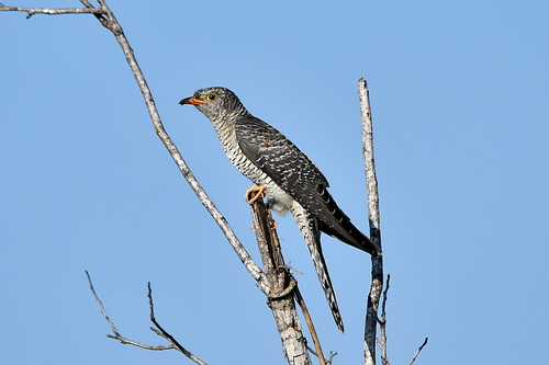iNaturalist image