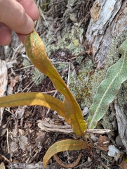 Elaphoglossum paleaceum, photograph (c) David Anderson, some rights reserved (CC BY)