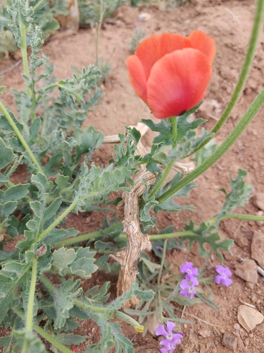 Red Horned Poppy (Glaucium corniculatum)