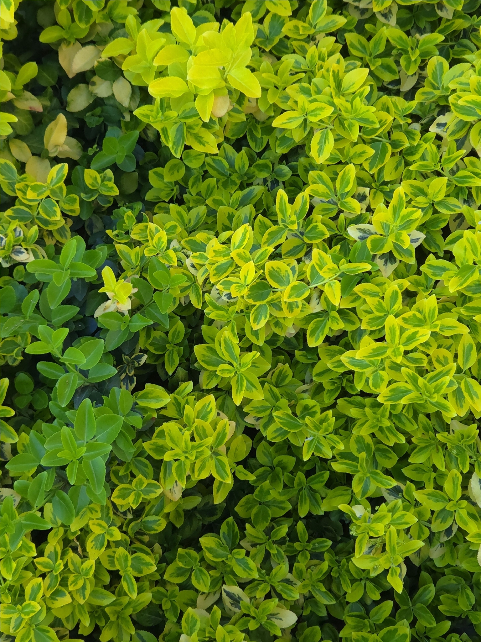 Japanese Spindle Tree (Euonymus japonicus)