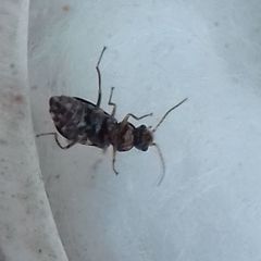 Ebaeus