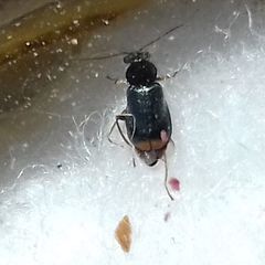 Ebaeus