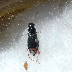 Ebaeus