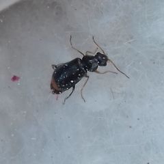 Ebaeus