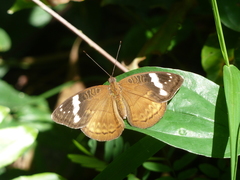 Euriphene