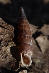 Alinda biplicata