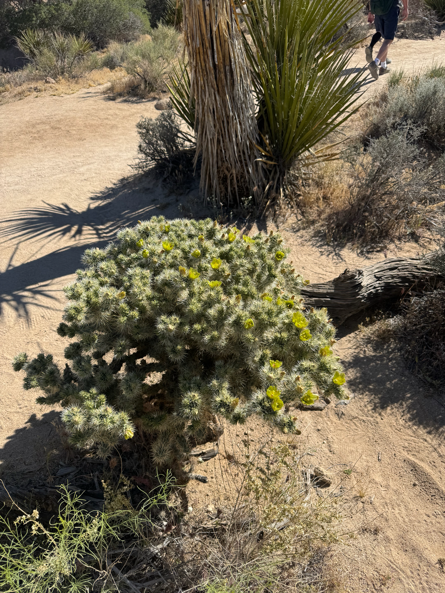 Silver Cholla (Cylindropuntia echinocarpa)