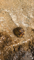Nerita peloronta
