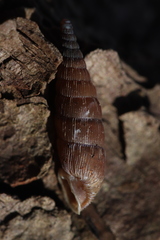 Alinda biplicata
