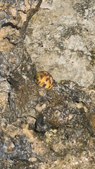 Nerita peloronta
