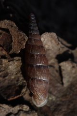 Alinda biplicata