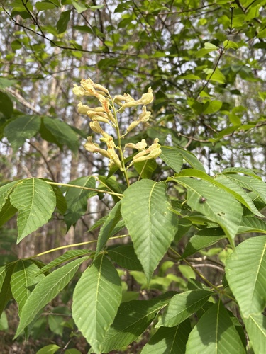 painted buckeye (Aesculus sylvatica)