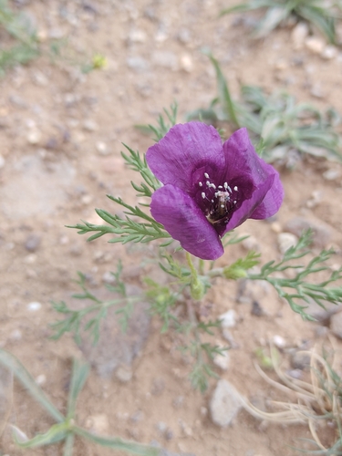 Violet Horned-poppy (Roemeria hybrida)