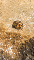 Nerita peloronta