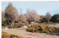 Juniperus communis saxatilis