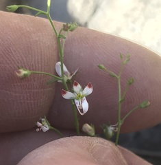 Nemacladus orientalis