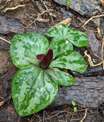Trillium decumbens