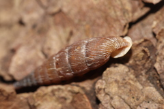 Alinda biplicata