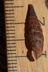 Alinda biplicata