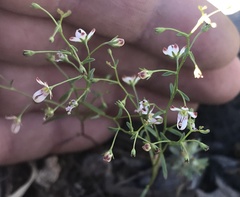 Nemacladus orientalis