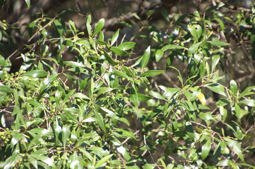 Olea europaea subsp. cuspidata image