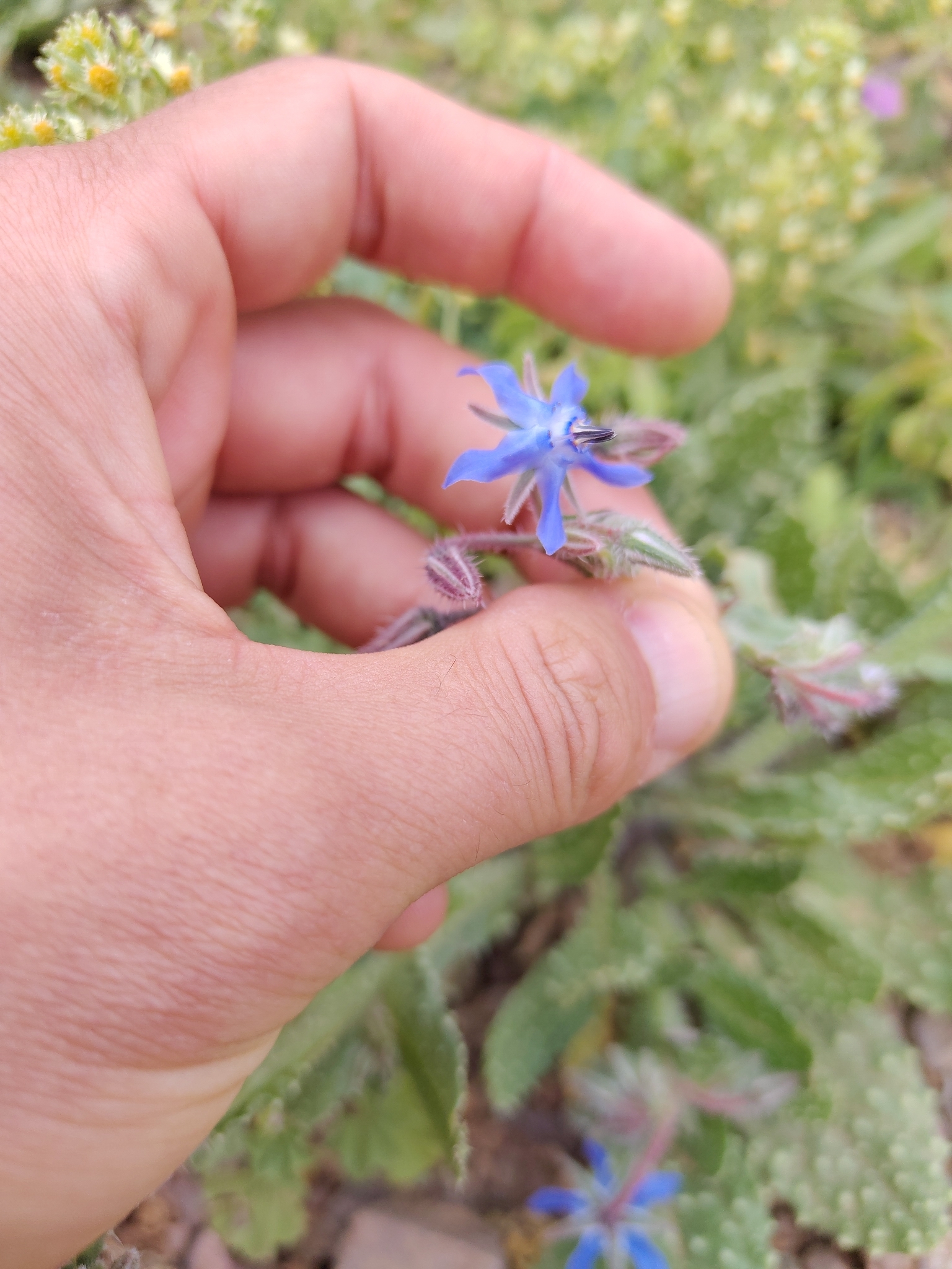 Borago trabutii
