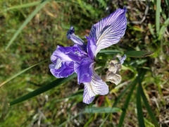 Iris longipetala