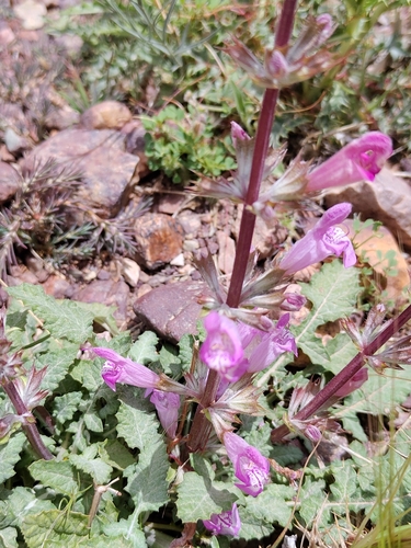 Dandelionleaf Sage