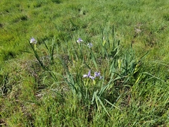 Iris longipetala