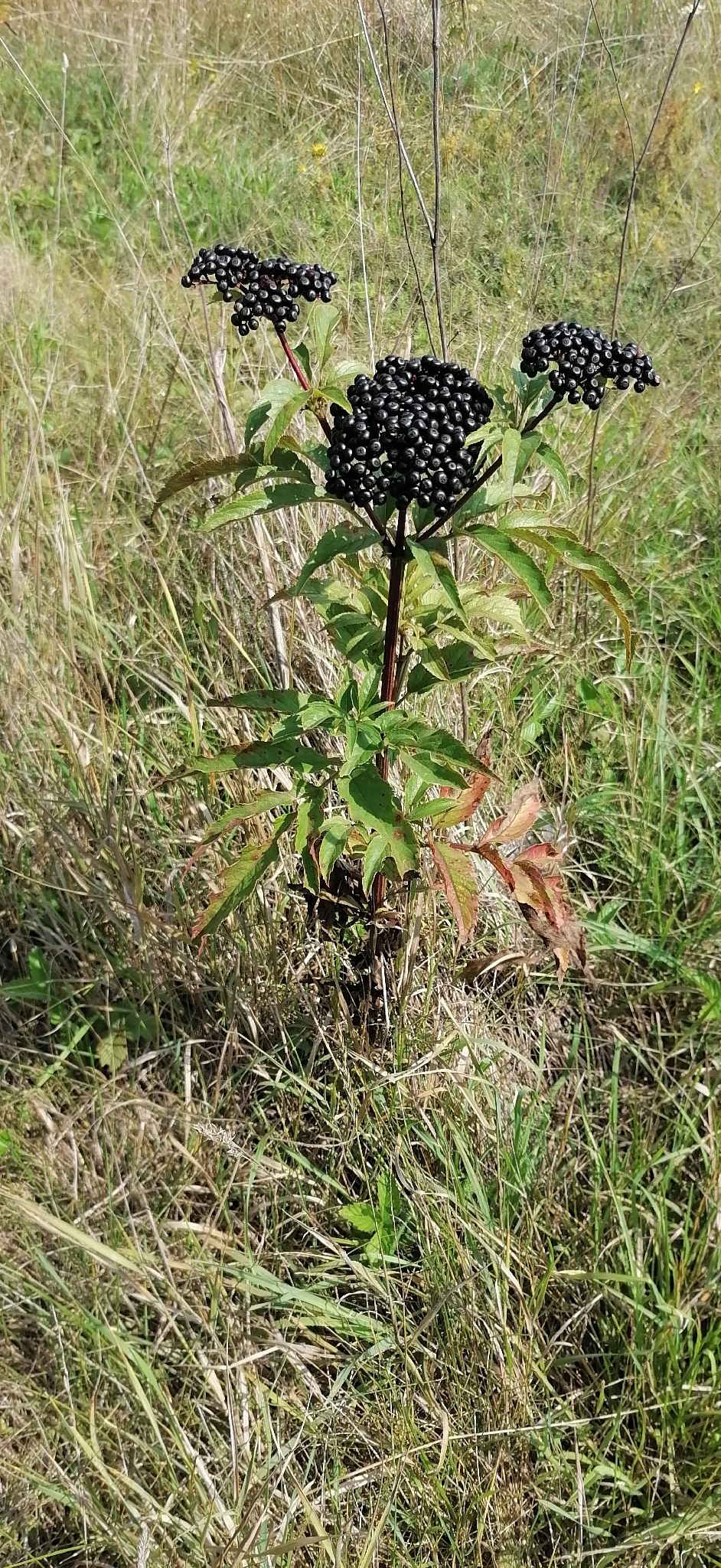 Dwarf Elder (Sambucus ebulus)