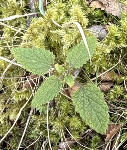 Woodland Germander (Teucrium scorodonia)
