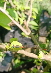 Ceriagrion cerinorubellum