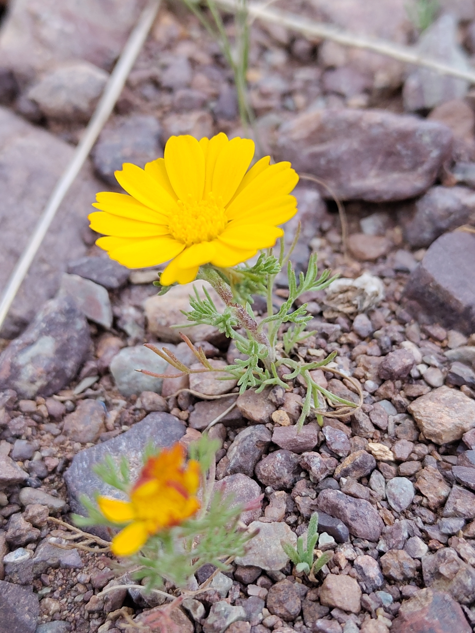 Palm Springs Daisy (Cladanthus arabicus)