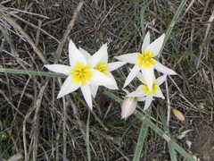 Tulipa biflora