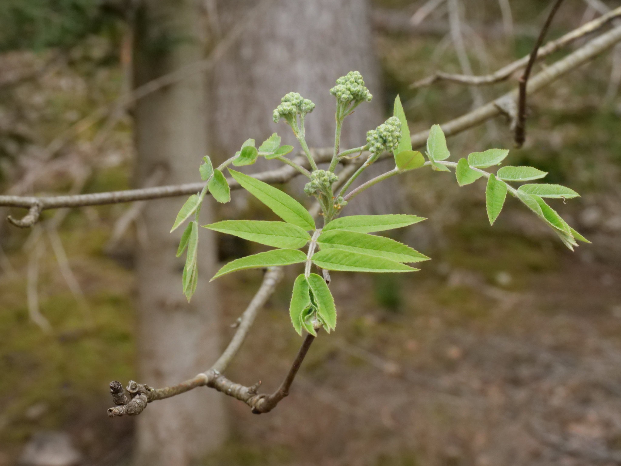 European Mountain Ash (Sorbus aucuparia)