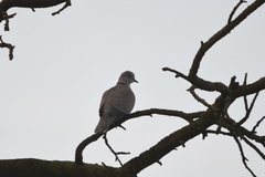 Streptopelia decaocto