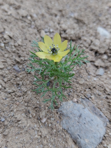 Yellow Pheasant's-eye (Adonis microcarpa)
