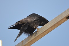 Corvus corone