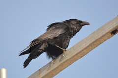 Corvus corone