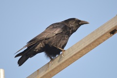 Corvus corone