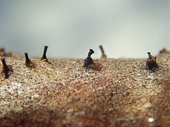 Synnemasporella aculeans